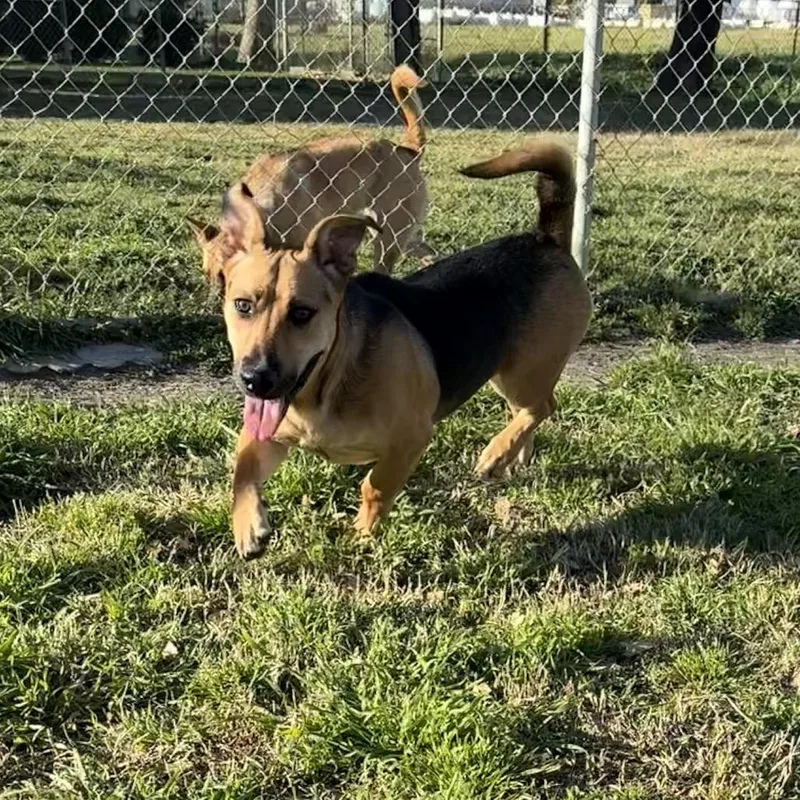 Shortstop thumbnail 6