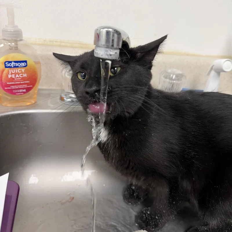 Swiss Roll thumbnail 2