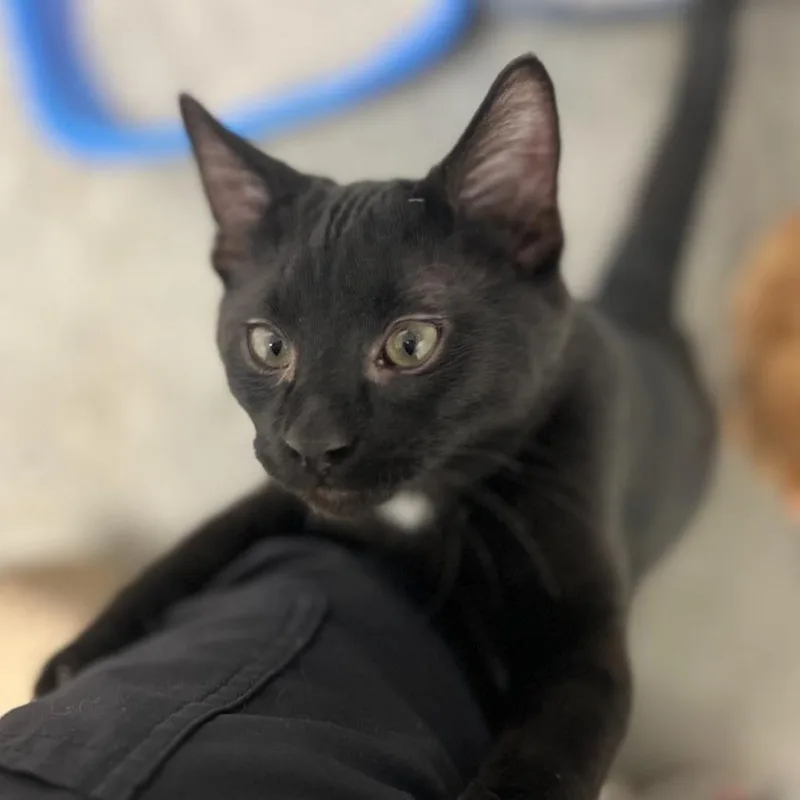 Swiss Roll thumbnail 3