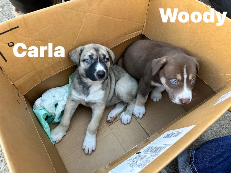 Carla Cheers thumbnail 2