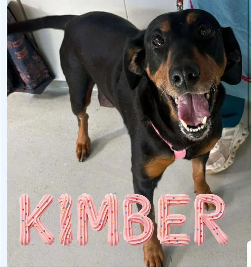 Kimber