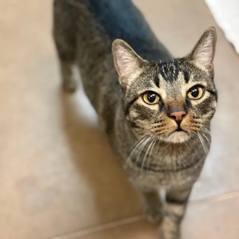 Larry  Expert Mouser thumbnail 4