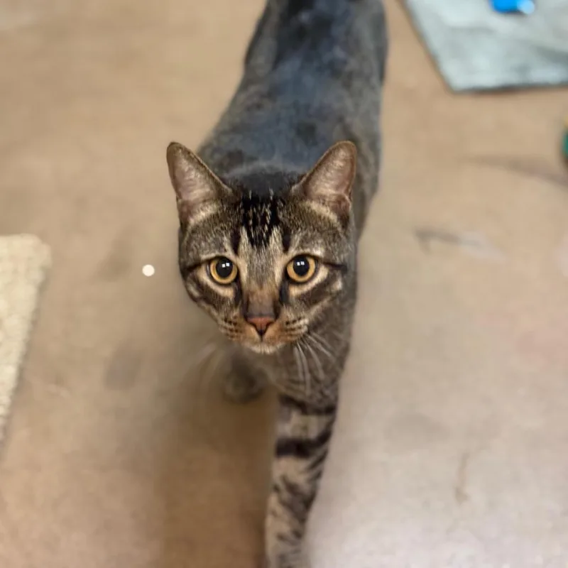 Larry  Expert Mouser thumbnail 5