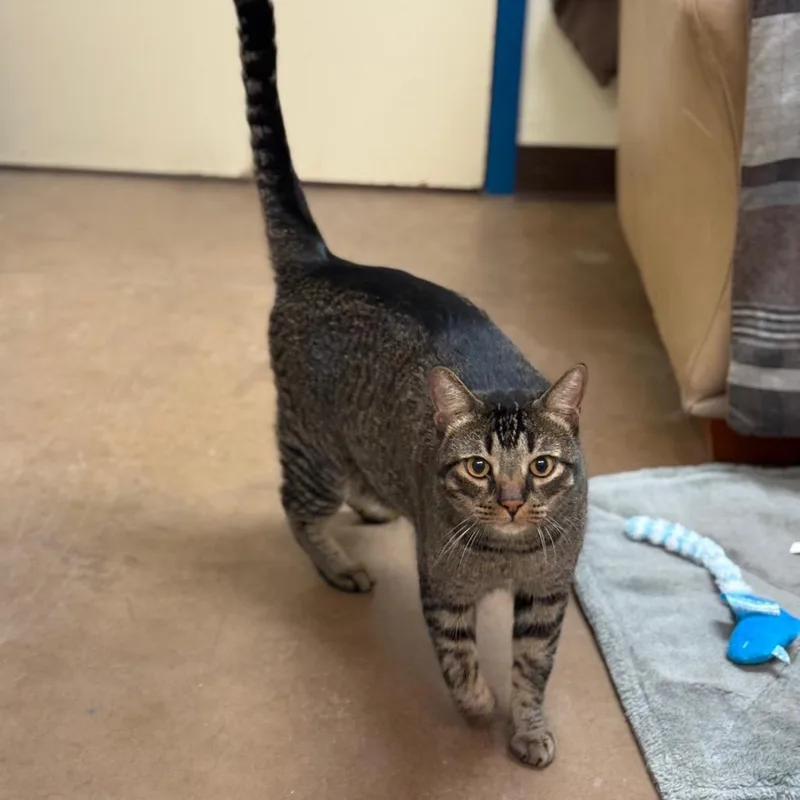 Larry  Expert Mouser thumbnail 6