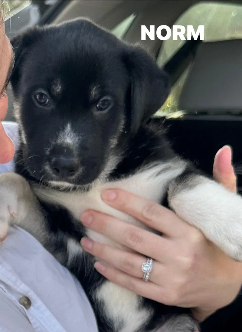 Norm Cheers thumbnail 2