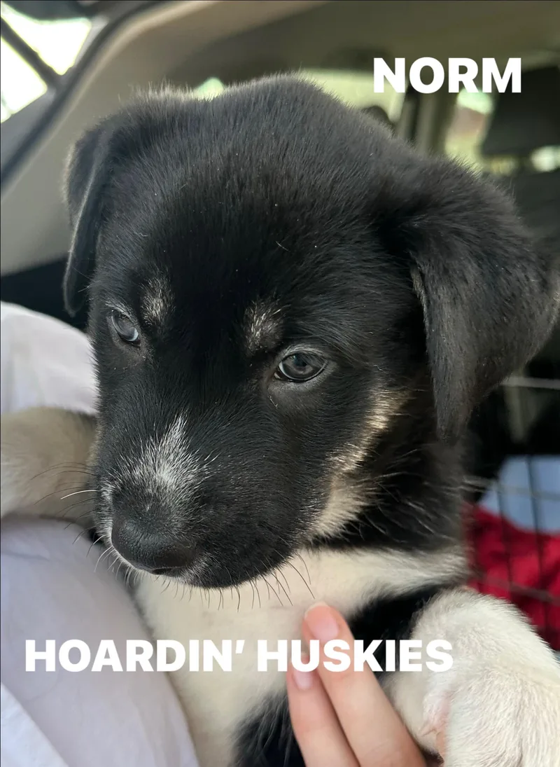 Norm Cheers thumbnail 3