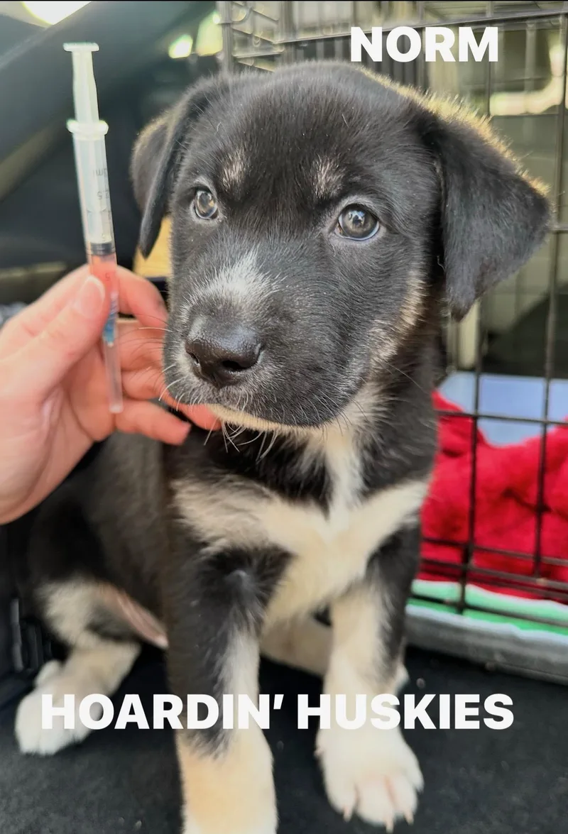 Norm Cheers thumbnail 4