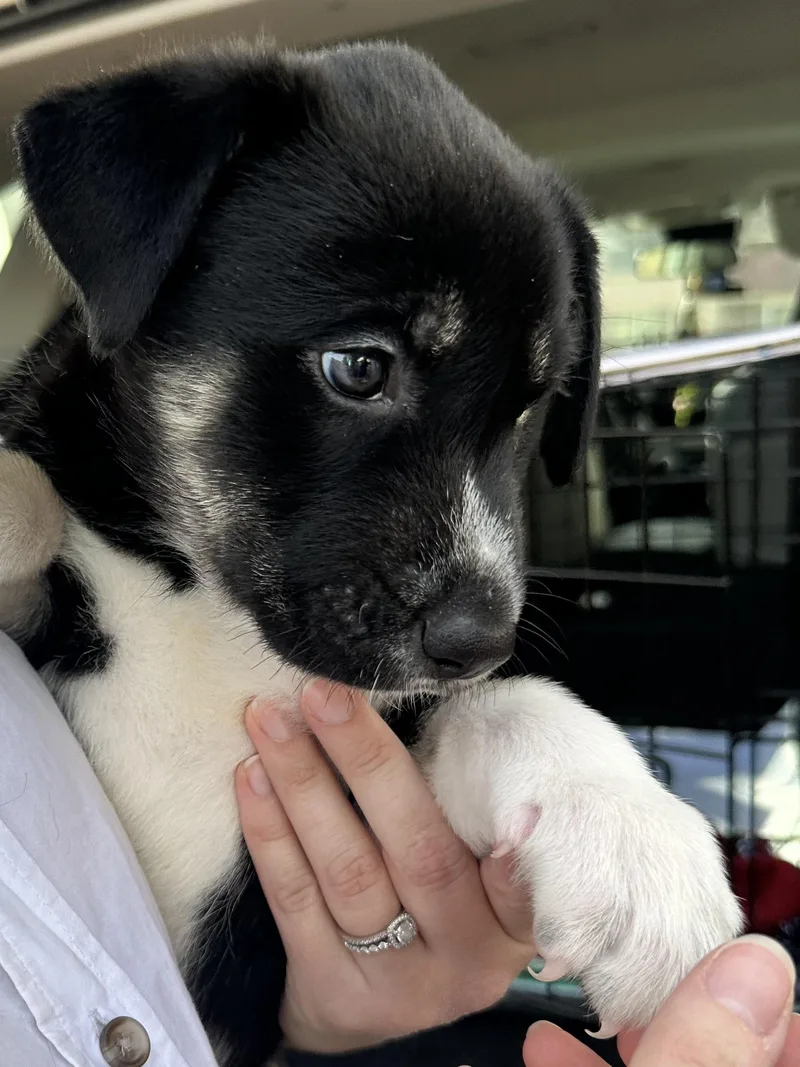 Norm Cheers thumbnail 6