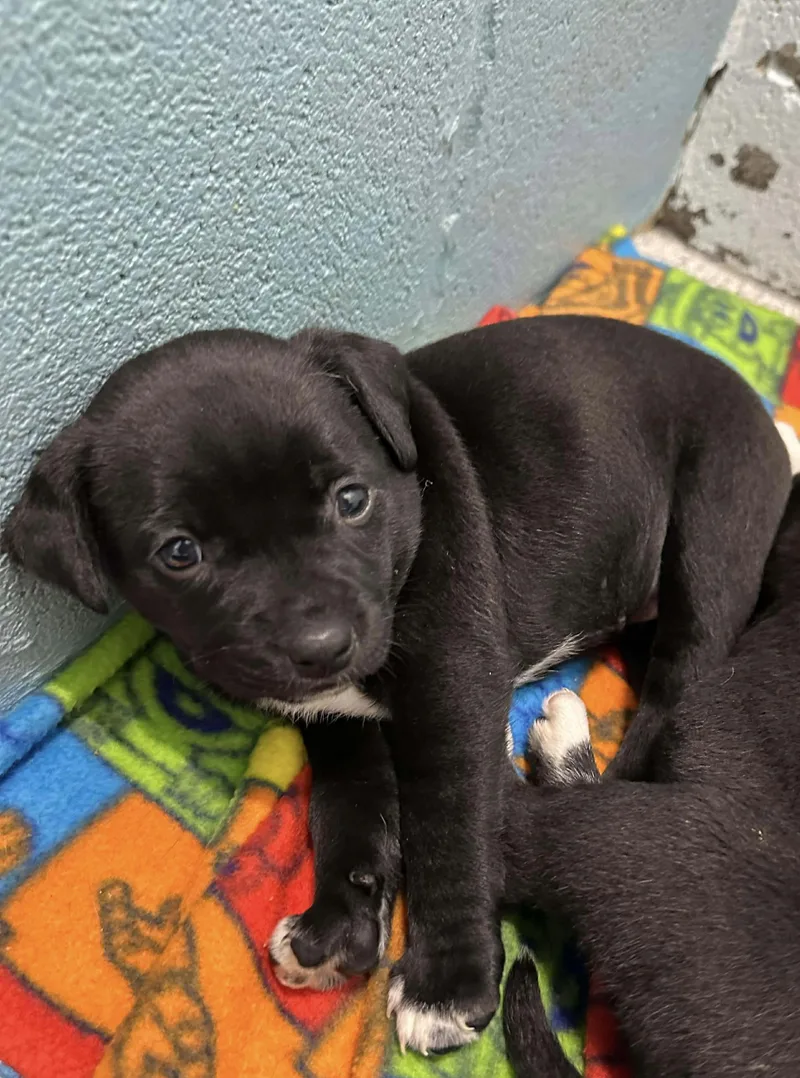 Ryder  Belle  thumbnail 2