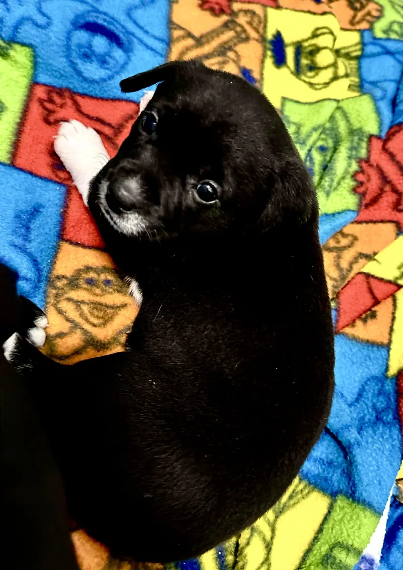 Ryder  Belle  thumbnail 3