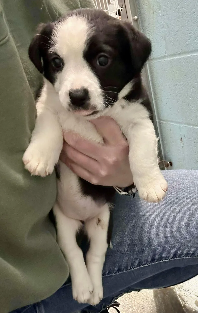 Ryder  Belle  thumbnail 4