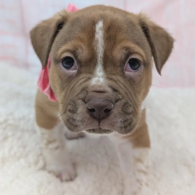 Casanova thumbnail 3