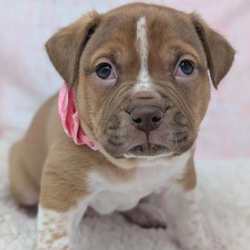 Casanova thumbnail 4