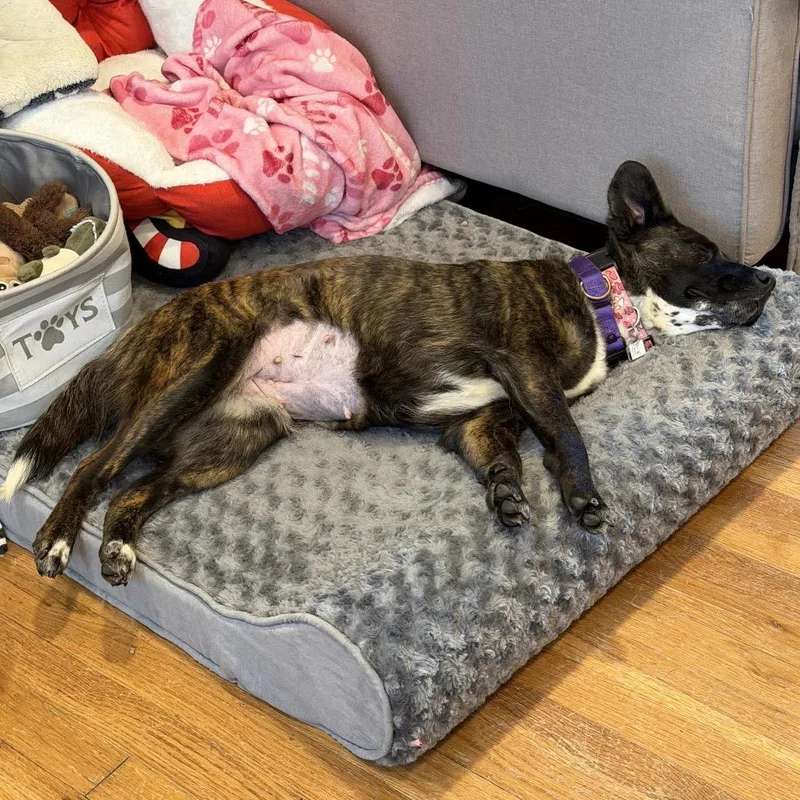 Persephone thumbnail 2