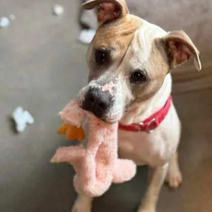 Dillinger thumbnail 2