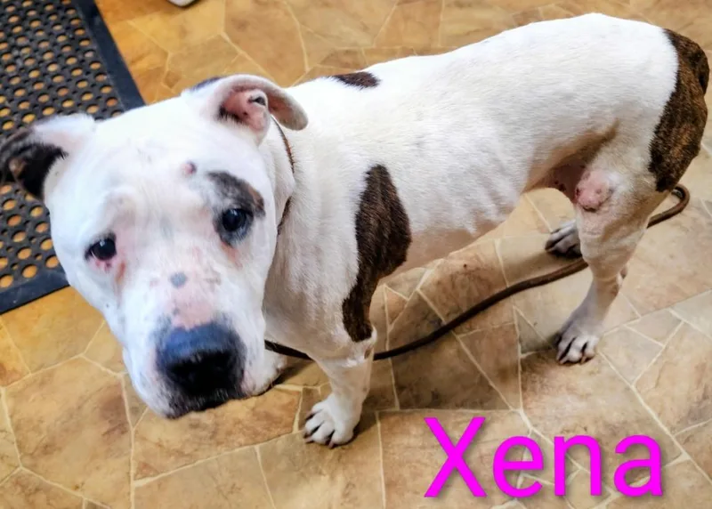Xena