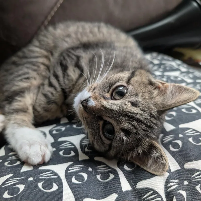 Mistletoe thumbnail 2