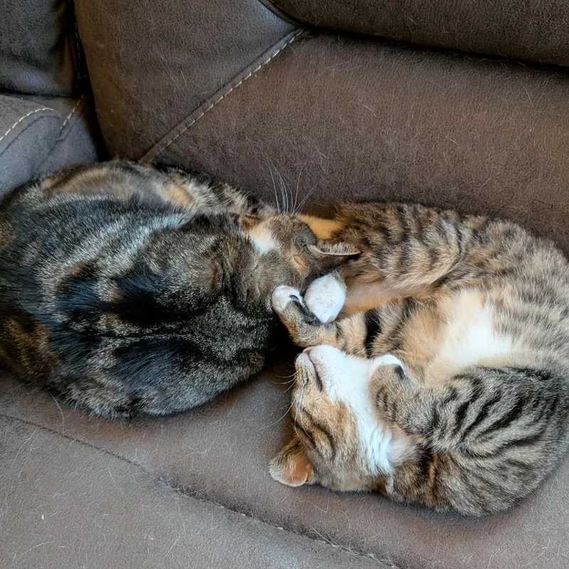 Mistletoe thumbnail 3