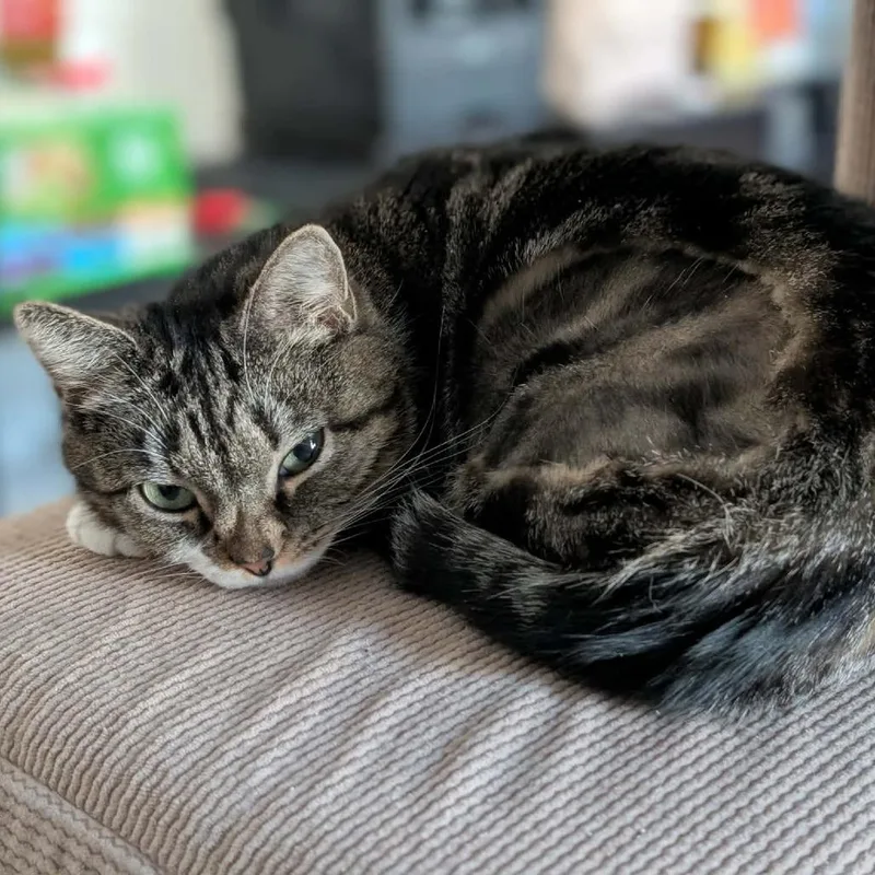 Mama Holly thumbnail 3