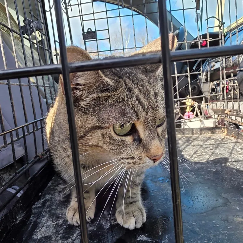 Sweet Pea thumbnail 2