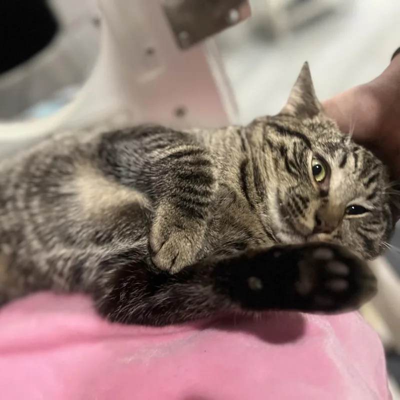 Valentino thumbnail 2