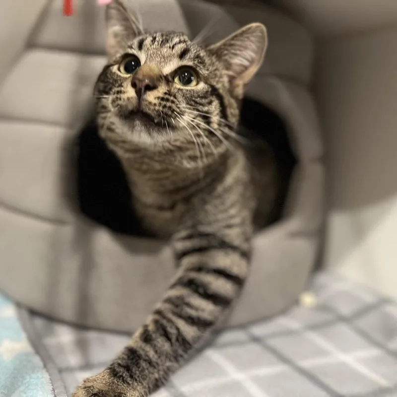 Valentino thumbnail 3