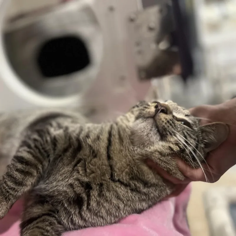 Valentino thumbnail 4