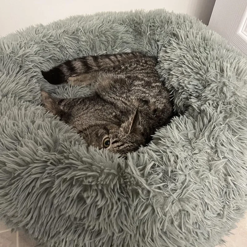 Valentino thumbnail 5