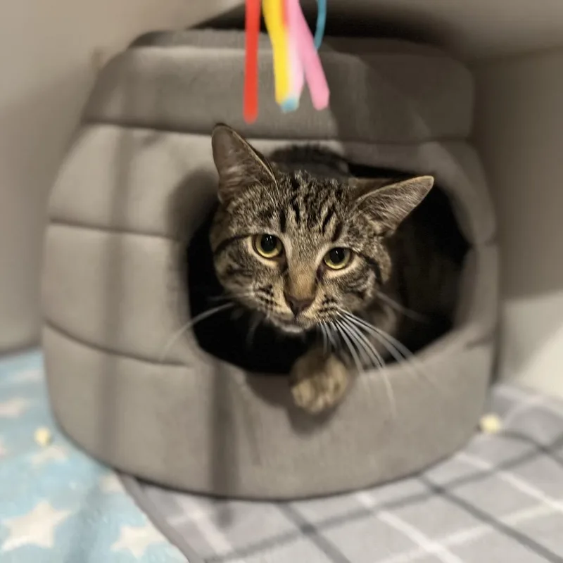 Valentino thumbnail 6