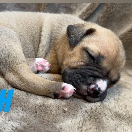 Wish Bearcccas thumbnail 2