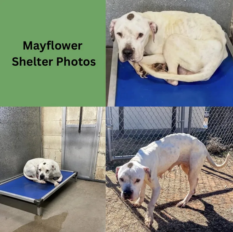 Mayflower thumbnail 2