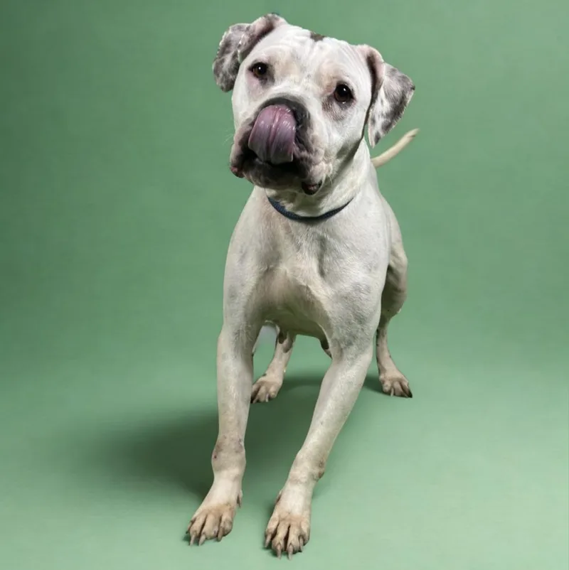 Mayflower thumbnail 3