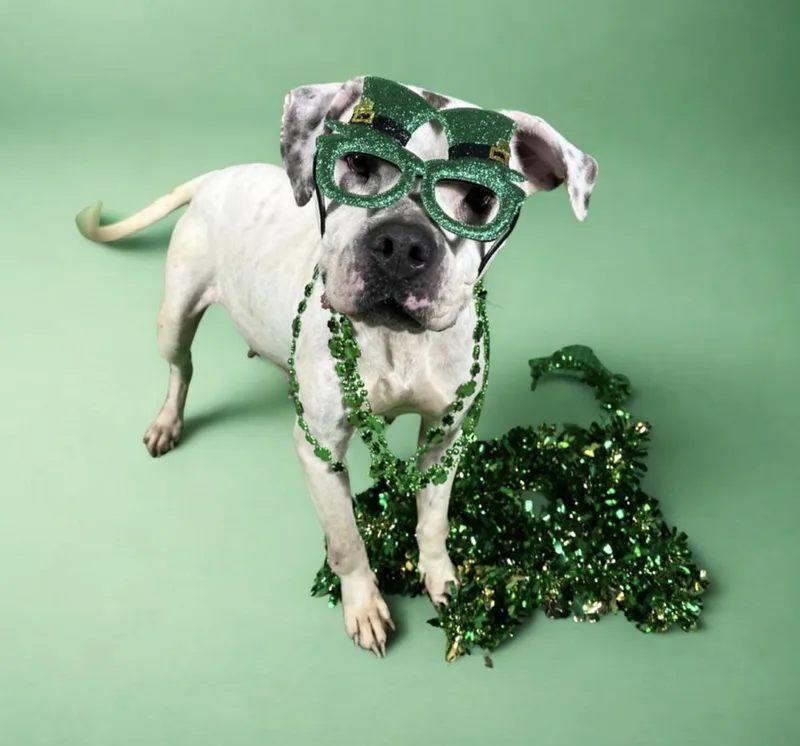 Mayflower thumbnail 4