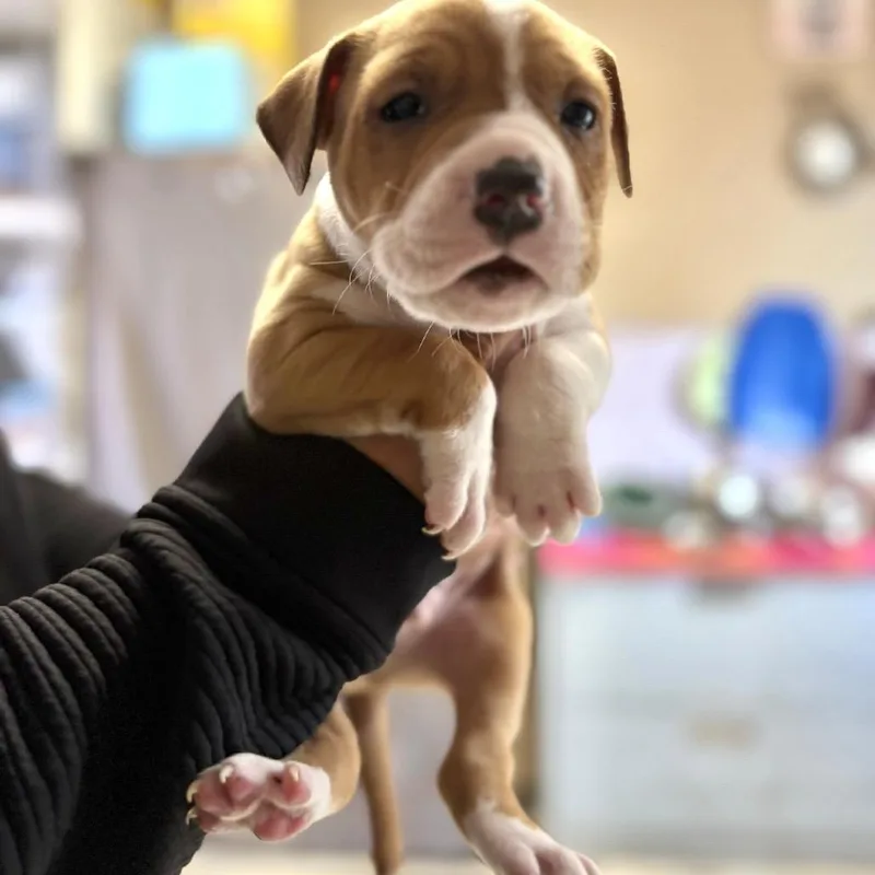 Harmonycccas thumbnail 2