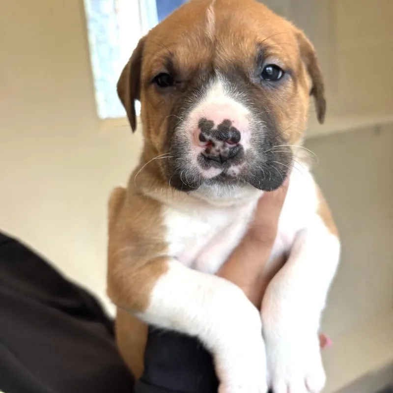 Oopsy Bearcccas thumbnail 2