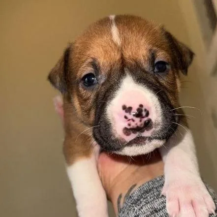 Oopsy Bearcccas thumbnail 3