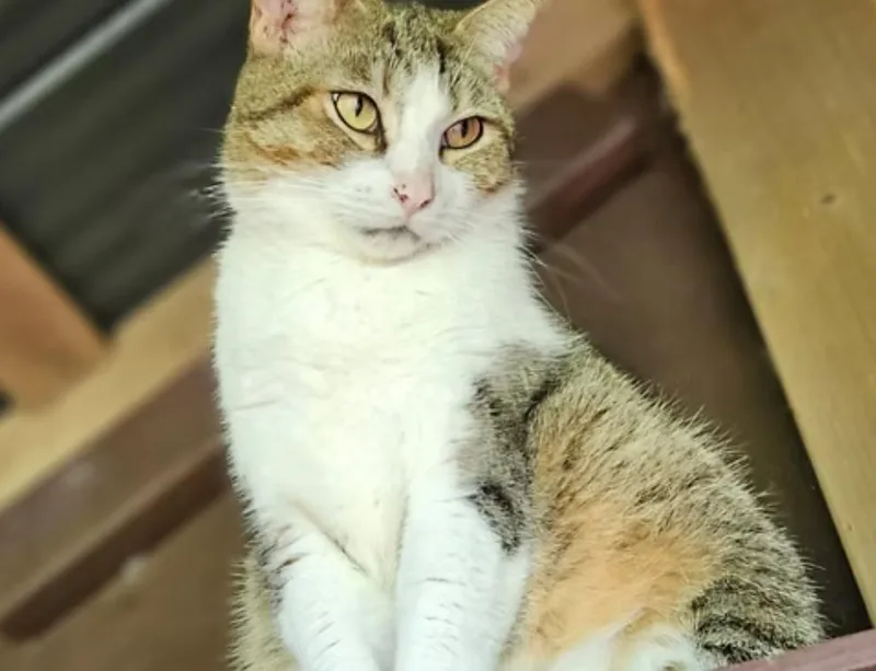 An adult medium-sized female Domestic Short Hair cat named Chloe for adoption in Kapaa, HI