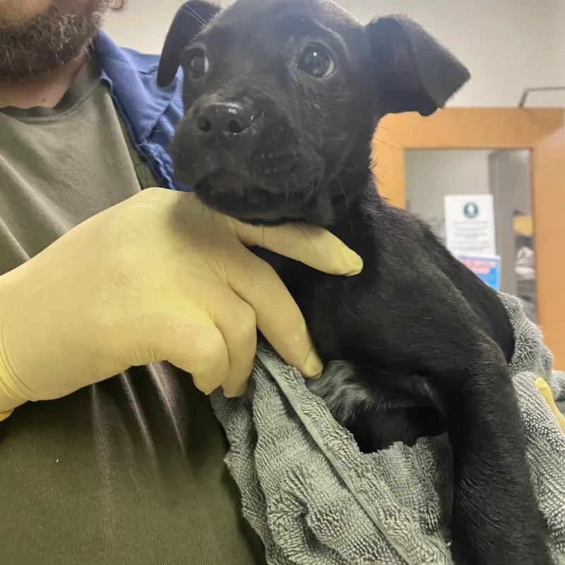 Sweet Potato Casserole