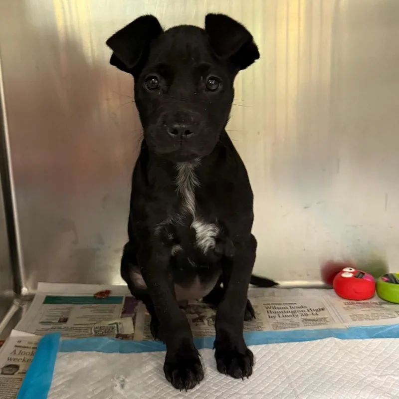 Sweet Potato Casserole thumbnail 2