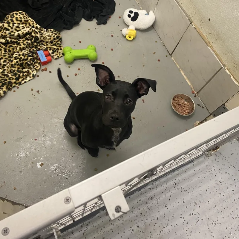 Sweet Potato Casserole thumbnail 3