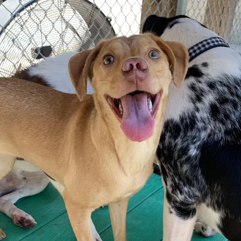 Star Crunch thumbnail 2