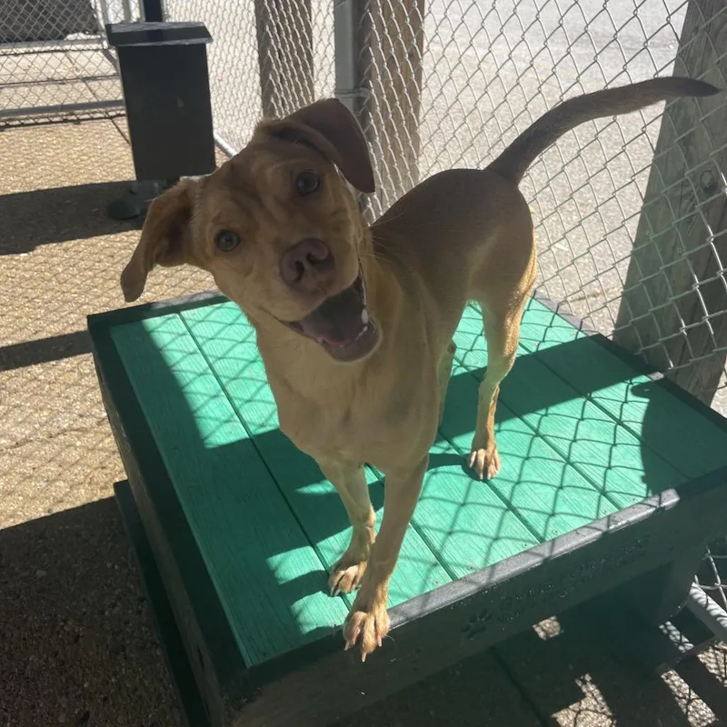 Star Crunch thumbnail 3