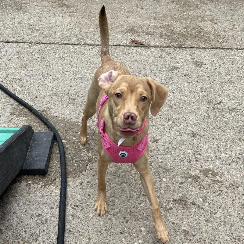 Star Crunch thumbnail 5