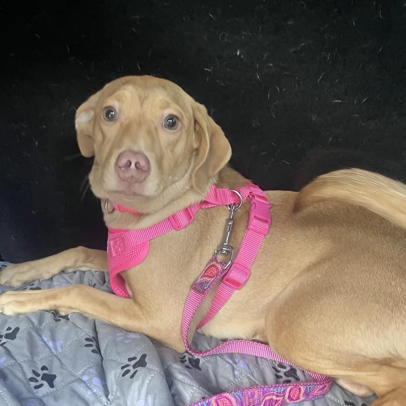 Star Crunch thumbnail 6