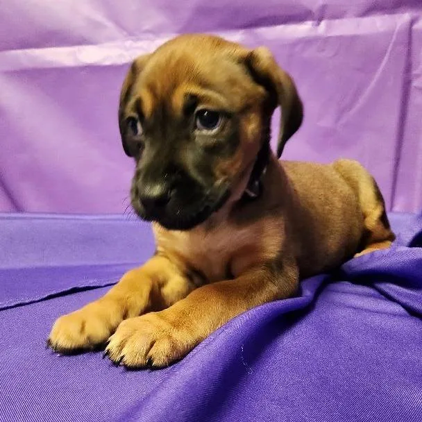 Torriero thumbnail 2