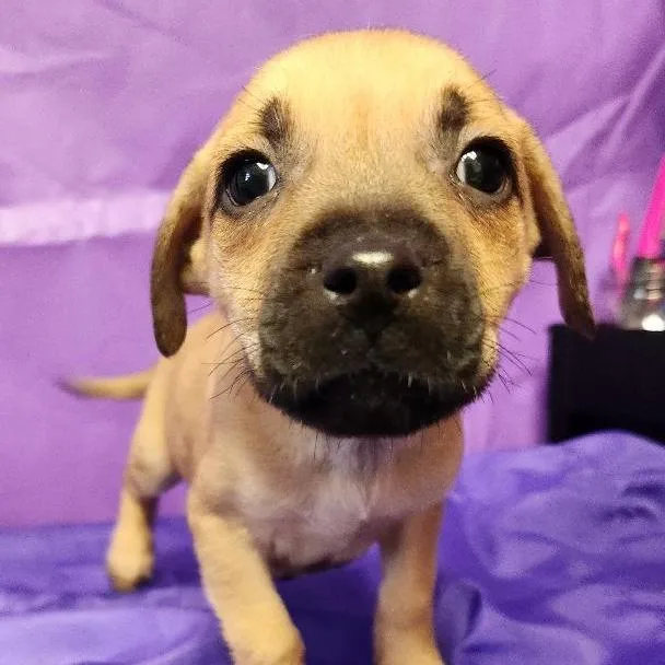 Travolta thumbnail 2