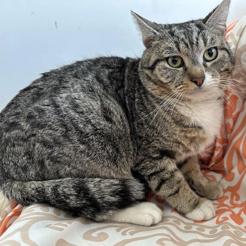 Walton Goggins thumbnail 2