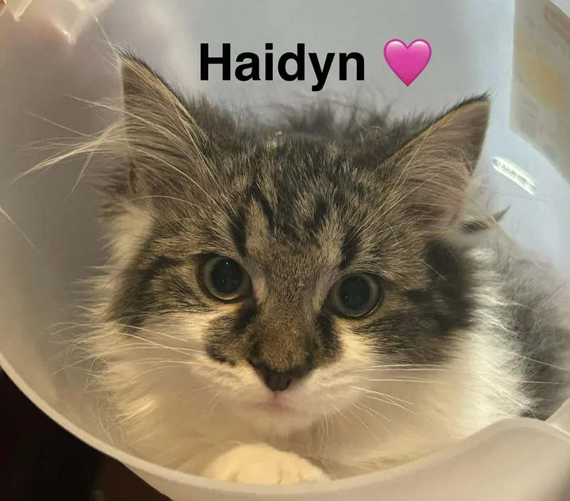 Haidyn thumbnail 2