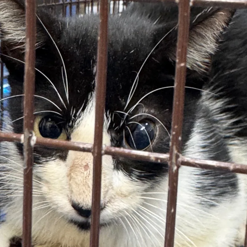 Mama Bugolgi thumbnail 2