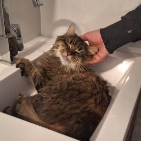 Mushybush thumbnail 2